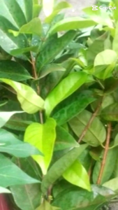 Daun Salam Fresh Petik/ Segar /Masakan/Perubatan Tradisional