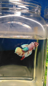 (Same as photo) Barongsai Spade Tail Betta Fish Size M Ikan Laga Show Gred