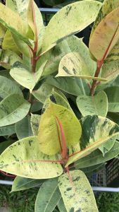 Pokok Ficus Lyrata Mint variegated series ( 琴叶榕‍ )