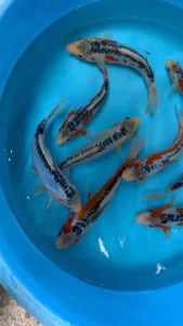 Genuine JAPAN KOI SHUSUI 19/20cm from KONISHI FARM