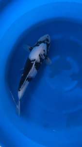 🇯🇵 Japan Shiro Utsuri 40cm from Koda Farm 1288 + shipping 50 -m
