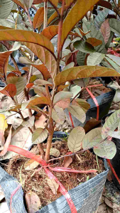 cây ổi tím nhỡ