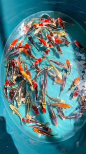 KOI SIZE 10-17CM GRADE A&F1