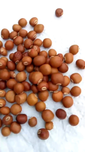 เมล็ดพันธุ์ต้นถั่วพลู ชุดล่ะ 100 เม็ด เมล็ดพันธุ์ผักสวนครัว เมล็ดพันธุ์ผักพื้นบ้าน