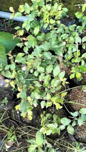 bibit tanaman buah rukem siap tanam