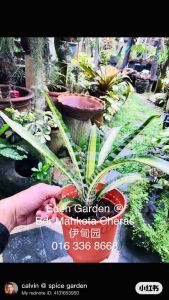 Aechmea Samurai ( Bromeliad ) 積水冈梨