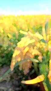 Benih Padi Unggul HIBRIDA 06 Berkualitas super premium kemasan 1KG