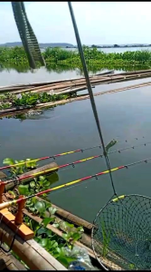 Essen Ikan Nila: Media Lumut & Teknik Jitu