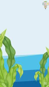 Begin สาหร่ายวากาเมะอบแห้ง ทำซุป ก๋วยเตี๋ยว สลัด ยำ นุ่ม อร่อย wakame seaweed อาหารเด็ก สาหร่ายเด็ก สาหร่ายอบแห้ง