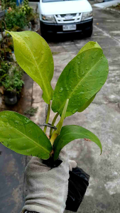 The Philodendron Lemon Lime (often called Neon Philodendron) is a highly popular tropical houseplant live plant in polybag