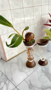 Pot Bonsai Kelapa Dua Media: Tanah & Air - Pot Bonsai Kelapa Minion Antik