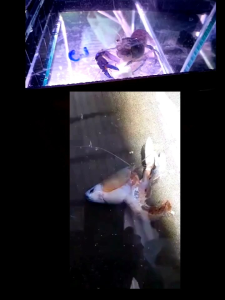 สไปแคลเซียม UFO 1 แพ็ค 12 ชิ้น