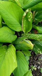 กระขายต้นพันธุ์สำหรับนำไปปลูก 50 ต้น 35 บาท