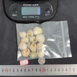 เปลือกหอยม้าน้ำ Seven star seahorse snail shell 50g 2-3.5cm จำนวน 2-3.5 คำ