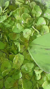 Keripik Pisang Lumer Macha: Snack Sehat Untuk Diet