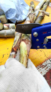 อ้อย สูง 50 มล ของ ชุด ข้อตา พันธ์อ้อย ท่อนพันธ์อ้อย อ้อยคั้นน้ำ สุพรรณบูรี บริการ 50 วันการจัดส่ง