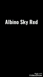 GUPPY ALBINO SKY RED PAIR (GRADE)