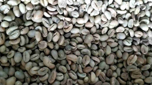 Green Bean Sufer Asli ROBUSTA 500 Gr