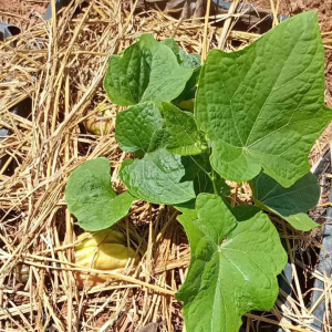 พันธุ์มะระหวาน ฟักแม้ว 1 ลูก