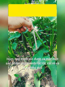 Que nấm Tricho "tươi" ✅Cải tạo đất chai cứng✅Diệt tuyến trùng ✅Hiệu quả nhanh chóng