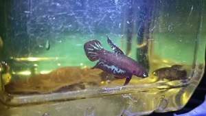 Livida No Dot (Pair)