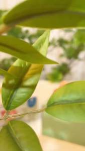 Jar Melo ฟรี! สายคล้องคอ สีเทียนเด็กเล็ก 12 สี ปลอดภัย ไม่เปื้อน ไม่เลอะผิว ตกไม่หัก พร้อม Activity E-book 108 หน้า