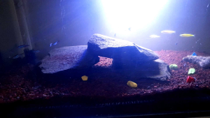 lampu celup led aquarium celup 20-50 cm
