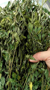 Premium Alfalfa Hay - Oven dried 🌿🌿 for bunny rabbit guinea pig chinchilla