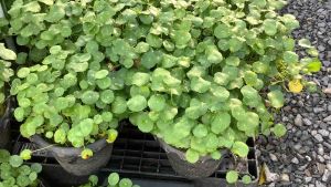 ต้นแว่นแก้ว แว่นแก้ว ไม้น้ำ ผักหนอกใหญ่ บัวแก้ว ต้นบัวแก้ว ขนาดกระถาง 10 นิ้ว