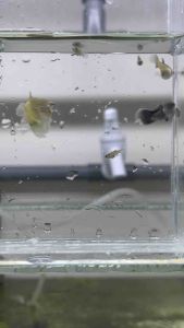 🔥NEW PROMO (TRIO)🔥 MINI PANDA SHORTBODY LONG DORSAL 🇲🇾 Guppy Fish Pair (PREMIUM TOP GRADE)