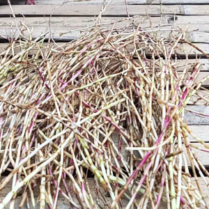 Akar Alang - Alang Herbal Penurun Tekanan Darah Tinggi