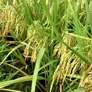 COD BENIH PADI IR MUTIARA KUALITAS UNGGUL KEMASAN 1KG