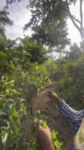 กิ่งตอนผักหวานป่า ไซร์350 พันธุ์ยอดเหลืองใหญ่