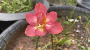 ศ.หัวดอกบัวดิน อวบหวาน หัวละ 50 บาท