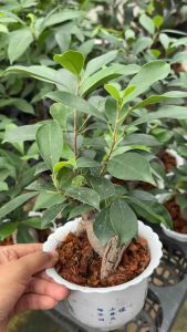 #ต้นไทรหัวโสม "ต้นไทร เป็นพรรณไม้ยืนต้นขนาดกลางถึงขนาดใหญ่ มีลำต้นสีขาวปนเทา ใบเดี่ยว เรียงสลับ รูปวงรี ชอบแดด เลี้ยงดูง่าย คนไทยโบราณเชื่อว่า บ้านใดปลูก  เลี้ยงดูง่าย คนไทยโบราณเชื่อว่า บ้านใดปลูกต้นไทรไว้ประจำบ้านจะทำให้เกิดความร่มเย็น เพราะคนโบราณได้กล