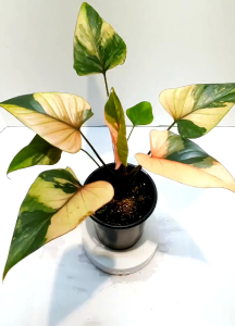 ต้นกล้าตัดใบเสน่ห์จันทร์ดำด่างชมพูหลากสีไม้เพาะชำขยายพันธุ์จากต้นด่างส่งแบบลำต้นตัดใบมีรากพร้อมปลูก