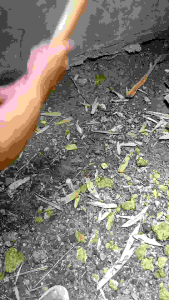 Cangkul Rumput Kecil Plus Gagang Kayu Siap Pakai