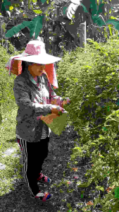 ชามานา สมุนไพรชงร้อน รสดั้งเดิม