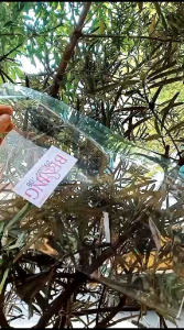 plastik PP bening tebal 08 ukuran lengkap 11×20 12×20 15×25 14×20 18×30 18×35 16×30 20×40 23×35 25×40 plastik bening /plastik Snack/kantong plastik