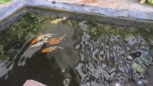 ทันเดอร์แบค จุลินทรีย์ บรรจุ 300 g ปรับสภาพน้ำใส # ดีโกะจุลินทรีย์ 50 gย่อบของเสีย