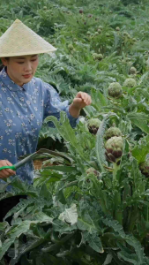 500g-Bông Atiso Sấy Khô Tự Nhiên
