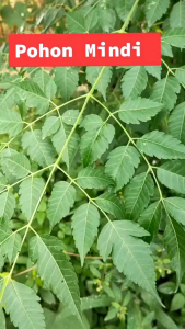 PROMO Daun Mindi Atau Daun Mimba Segar Organik 1=kg Di Petik Dadakan Saat Order Masuk