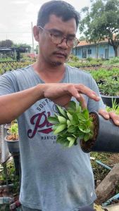 ชวนชม อราTGบิ๊กนง กระถาง6นิ้ว ถอนส่ง