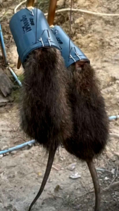 กับดักหนู ด้วงดักหนูพีวีซี(สีเทา)พร้อมใช้ ใส่เหยื่อขี้ไต้คั่วหอม ดักง่าย ท่อขนาด 2นิ้ว แข็งแรง ทนทาน ไม่แตก ขนาด8.5 ซม.สูง40 ซม. ใช้ดักหนูแผง หนูใหญ่ได้ผลดี