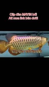 ĐÈN LED CÁ RỒNG MAYIN SUPER COLOUR MÀU VÀNG DÀNH CHO BỐI 112cm