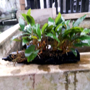 Tanaman Aquascape Kayu Rentek: Anubias Sp Homalomena
