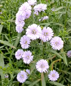 (KEMASAN PREMIUM) BIJI | BENIH BUNGA ASTER TATARICUS UNGU ( isi -+1.000 butir)