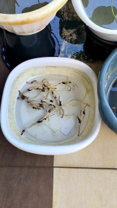 Random Big Size Lotus Tuber Fresh Harvest From Home garden