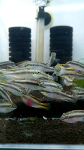 Rainbow Kribensis Cichlid/Ornamental fish/Freshwater/Readystock