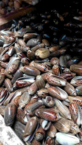 Cangkang Kerang Kelengkeng Hitam & Kerang Mainan: Beli Grosir & Ecer